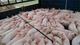 斷奶仔豬不管理好，還談什么收益