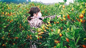 江西中成中藥原料有限公司 嚴(yán)格遵循道地藥材選用原則